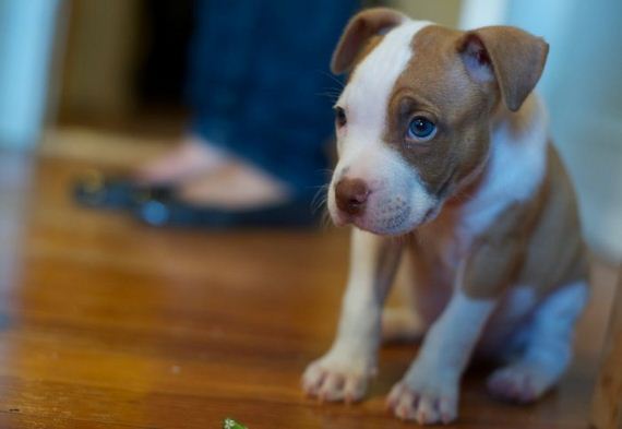 cute_dogs