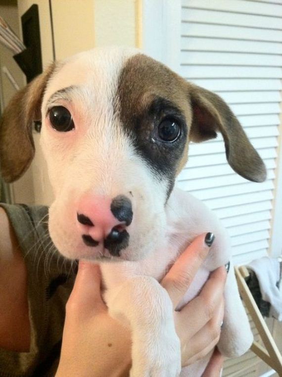 cute_dogs