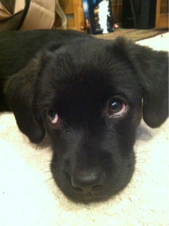 cute_dogs