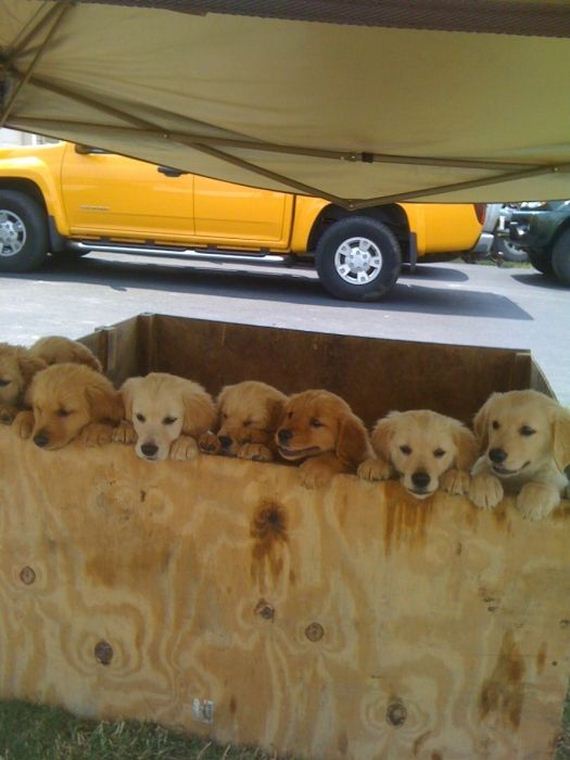 cute_dogs