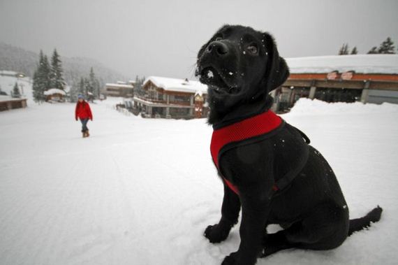 cute_dogs