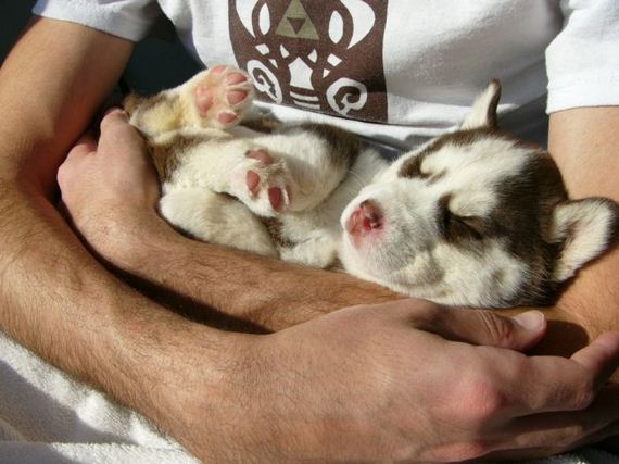 cute_dogs