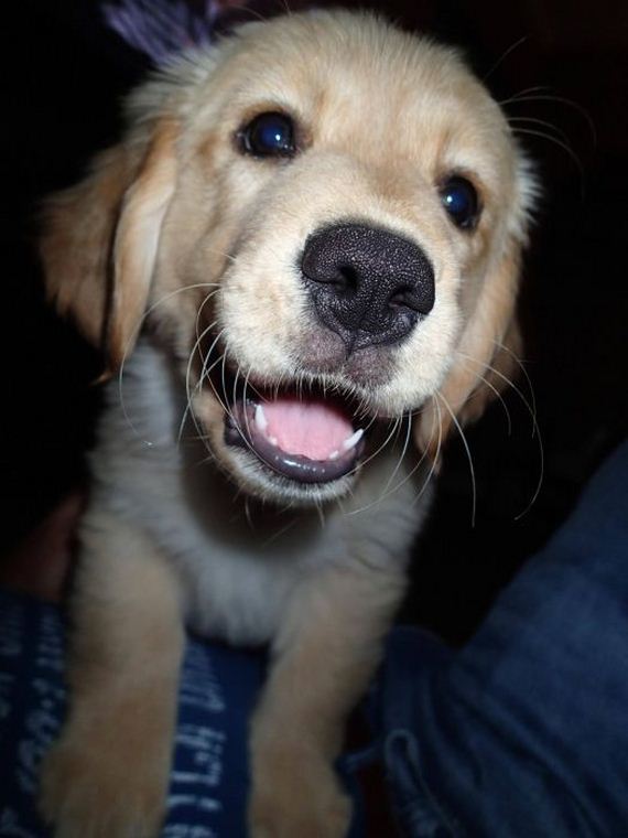 cute_dogs