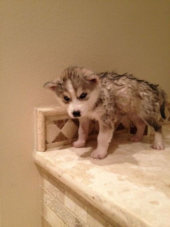 cute_dogs