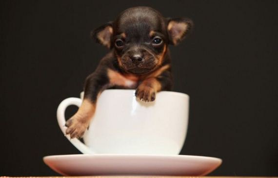 cute_dogs
