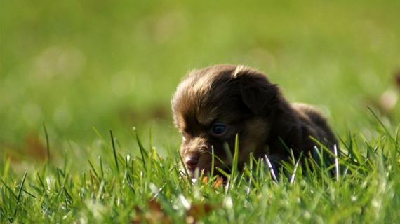 cute_dogs