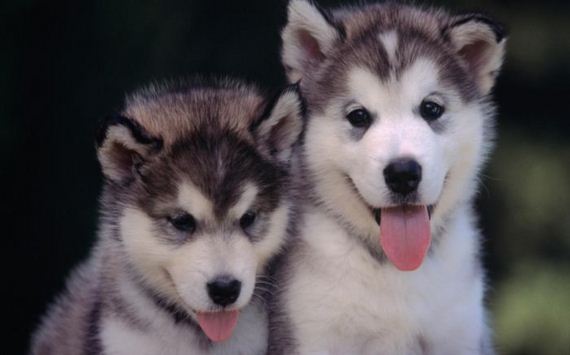 cute_dogs