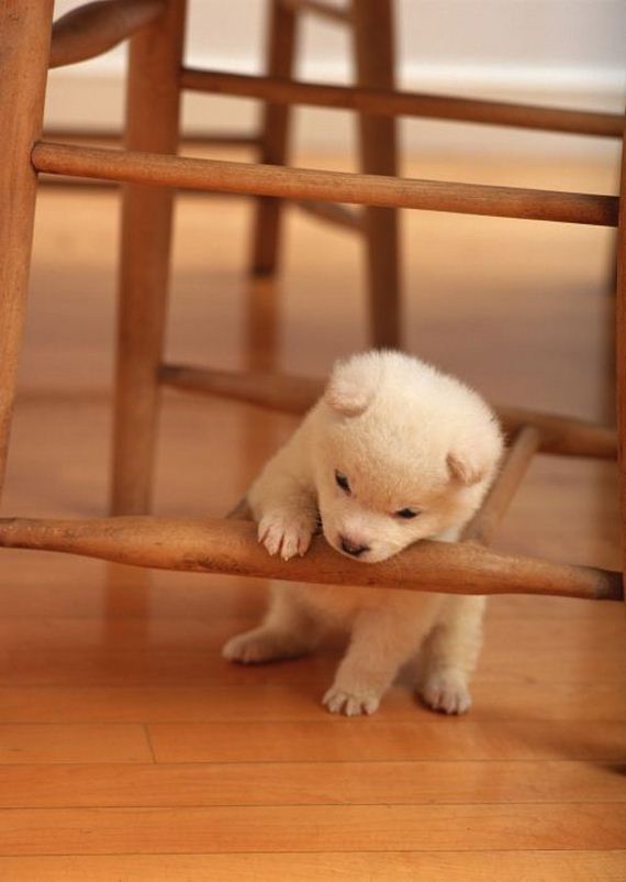 cute_dogs