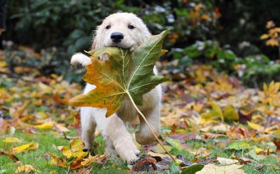 cute_dogs