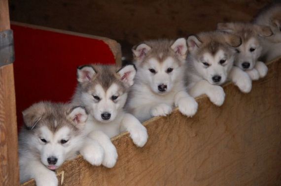 cute_dogs