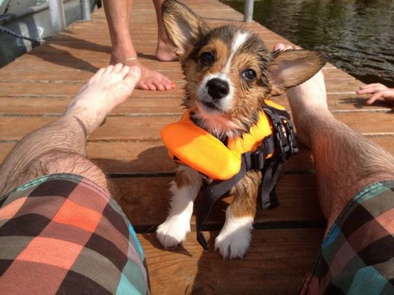cute_dogs