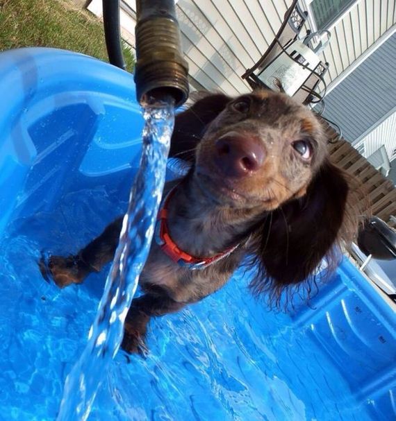 cute_dogs