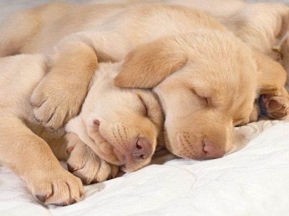 cute_dogs