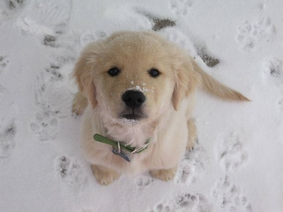 cute_dogs