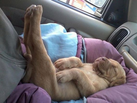 cute_dogs