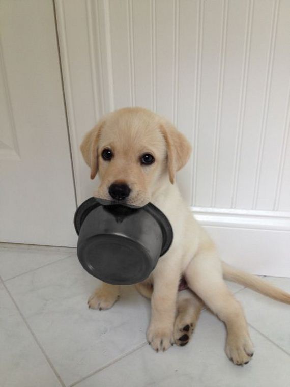 cute_dogs