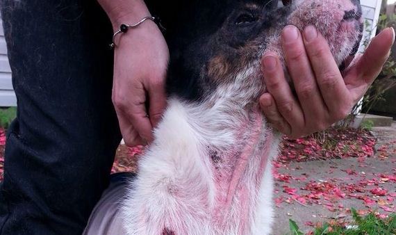 dog-transformation