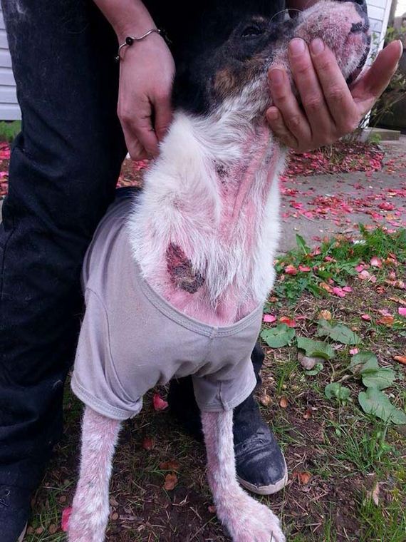 dog-transformation