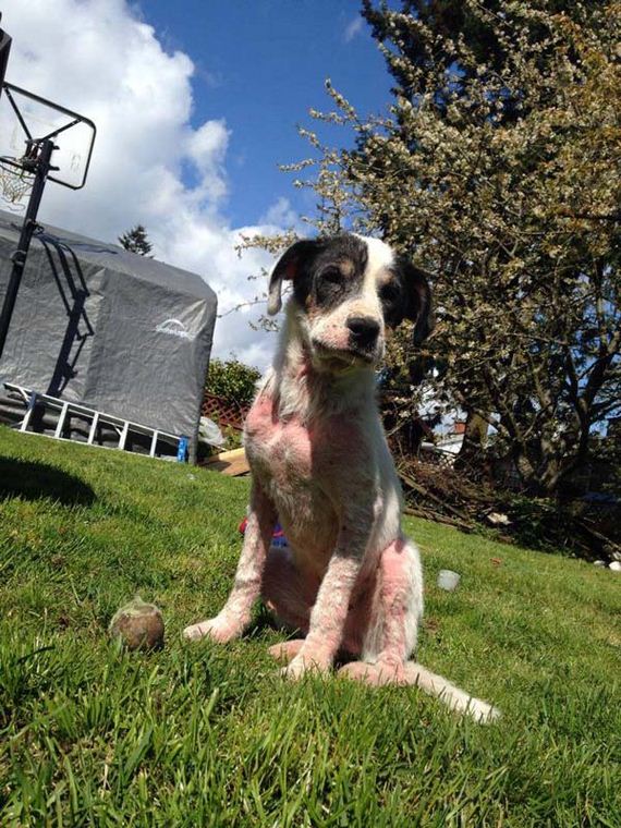 dog-transformation