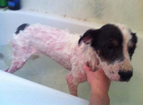 dog-transformation