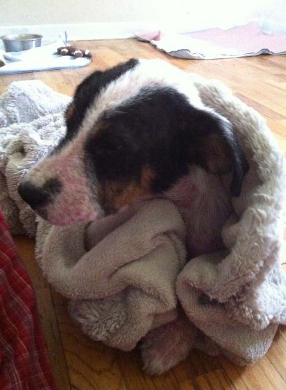 dog-transformation