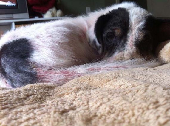 dog-transformation