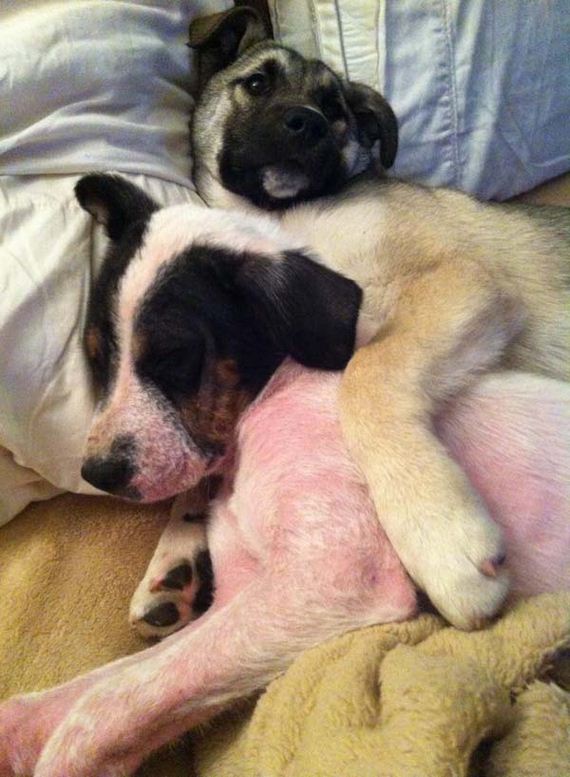 dog-transformation