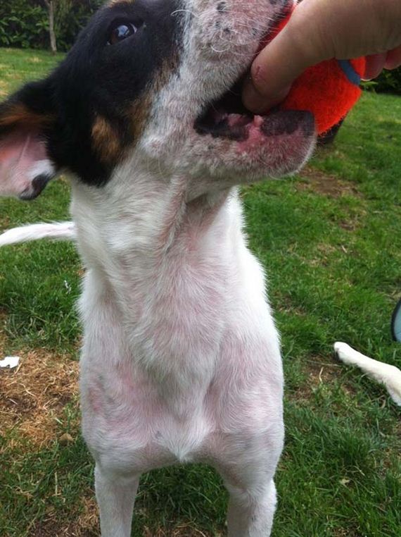 dog-transformation
