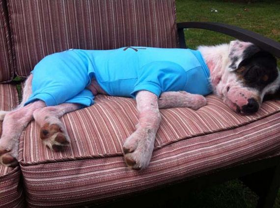 dog-transformation