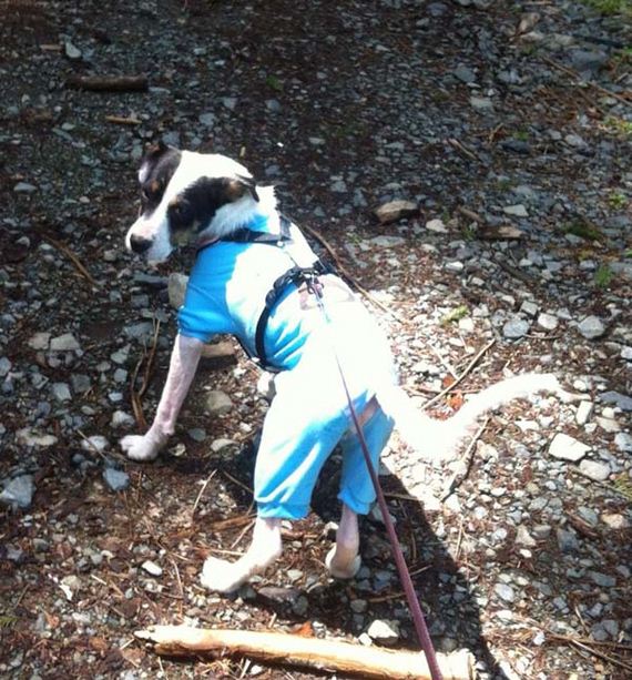 dog-transformation
