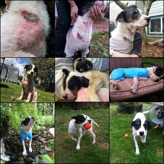 dog-transformation