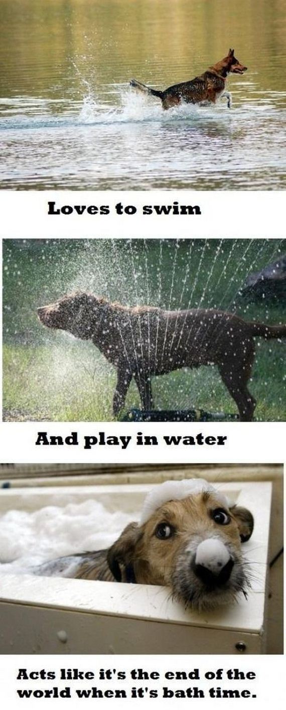 dog_owners_will_understand