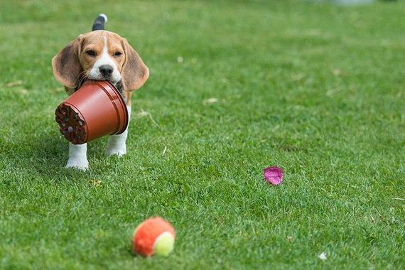 dog_pot_01