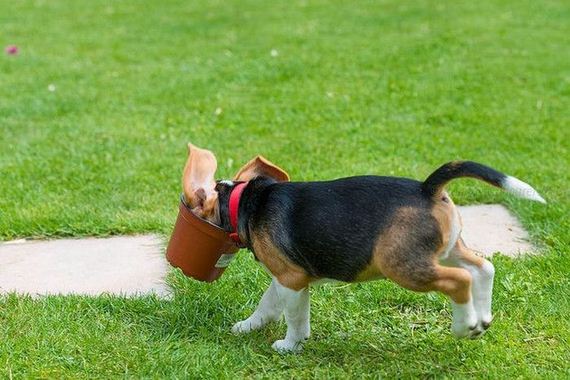 dog_pot_01