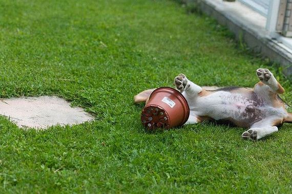 dog_pot_01