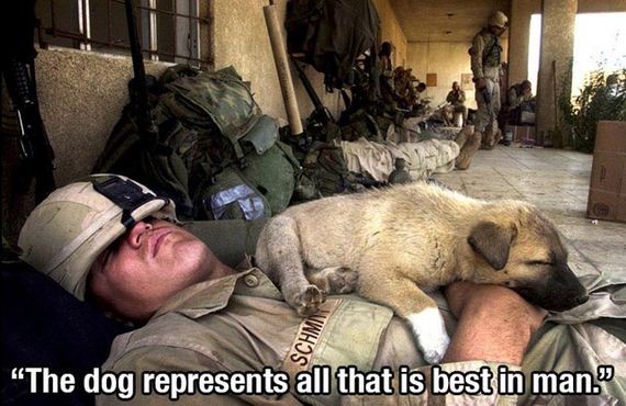 dog_quotes
