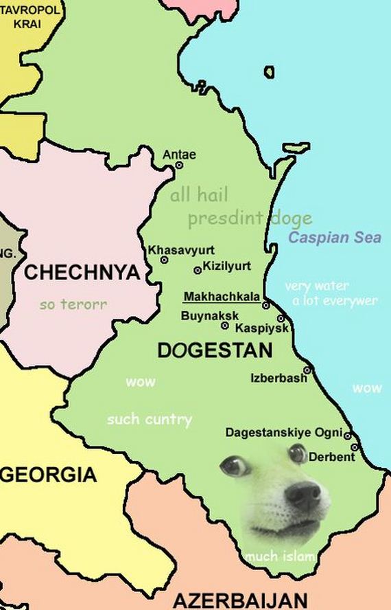 doge_01