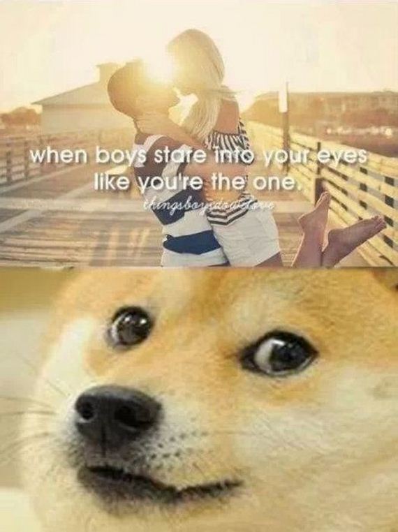 doge_01