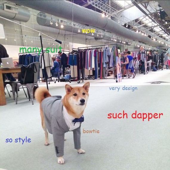 doge_01