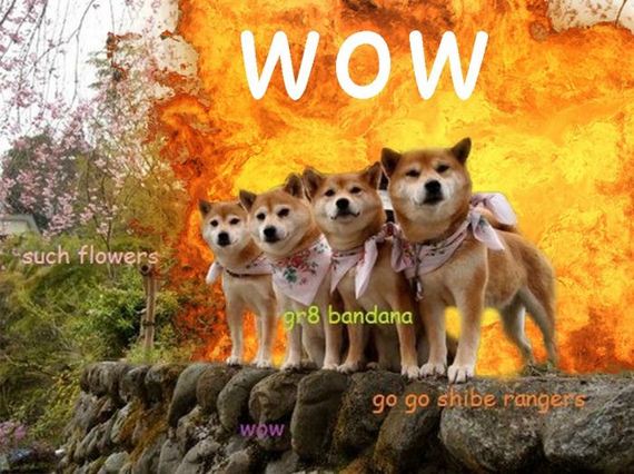 doge_01