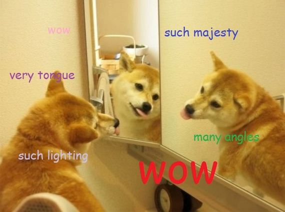 doge_01