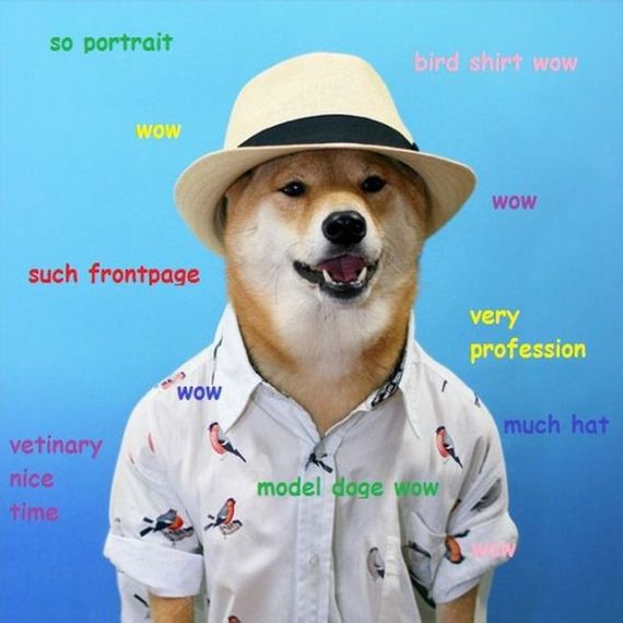 doge_01