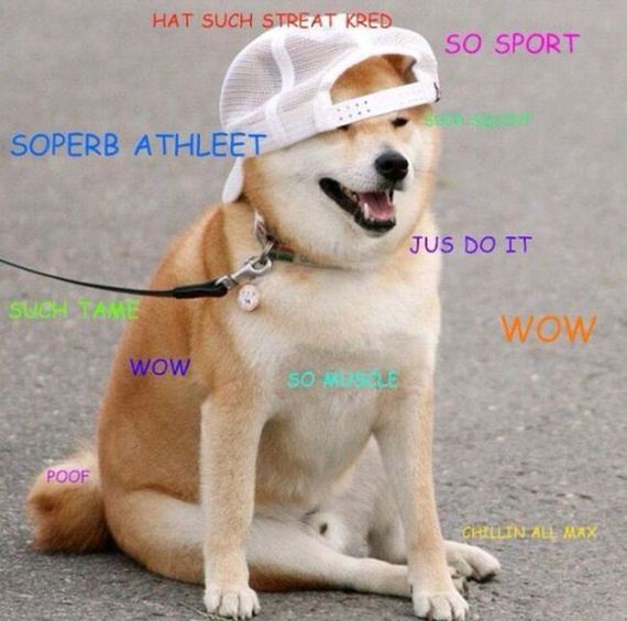 doge_01