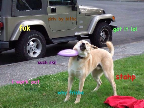 doge_01