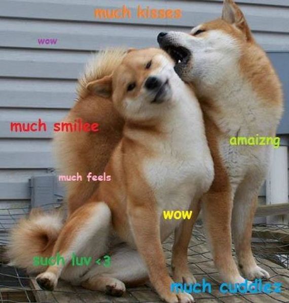 doge_01