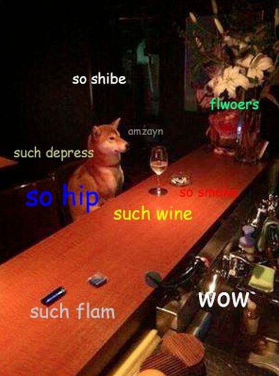 doge_01