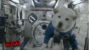 doge_01