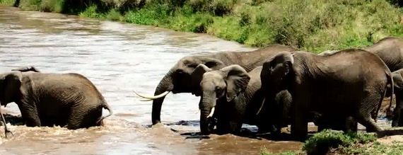 drowning-elephant