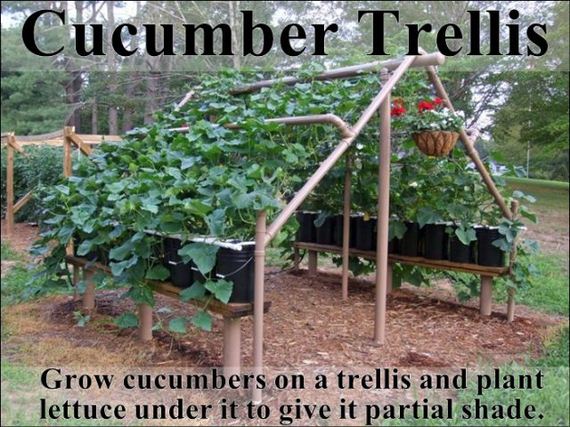 easy_hacks_to_make_gardening_a_breeze