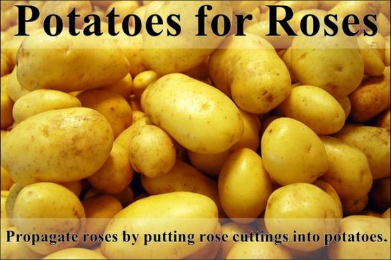 easy_hacks_to_make_gardening_a_breeze